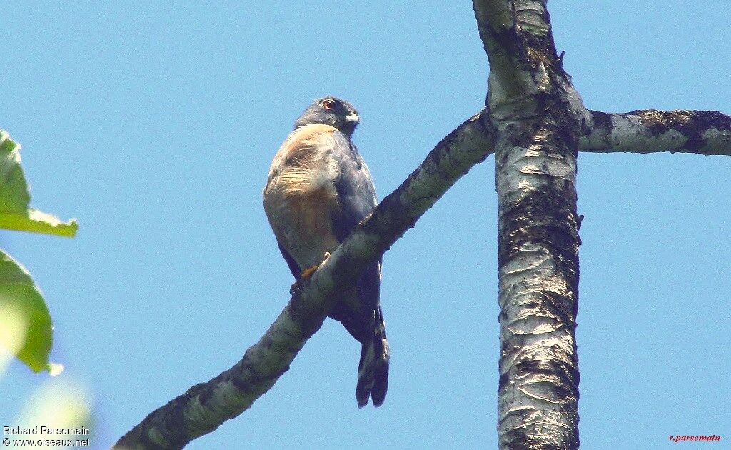 Double-toothed Kiteadult