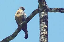 Double-toothed Kite