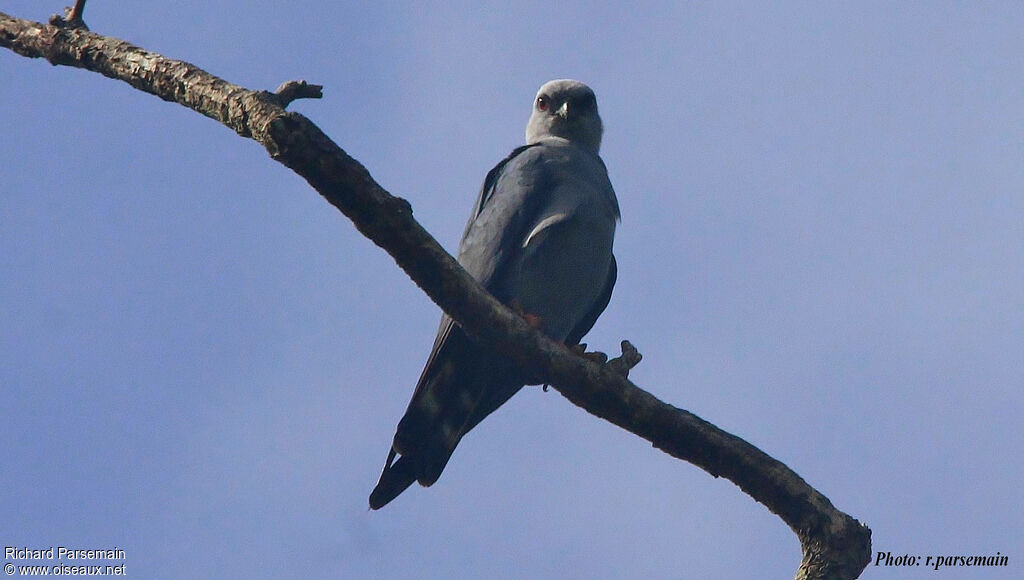 Plumbeous Kiteadult