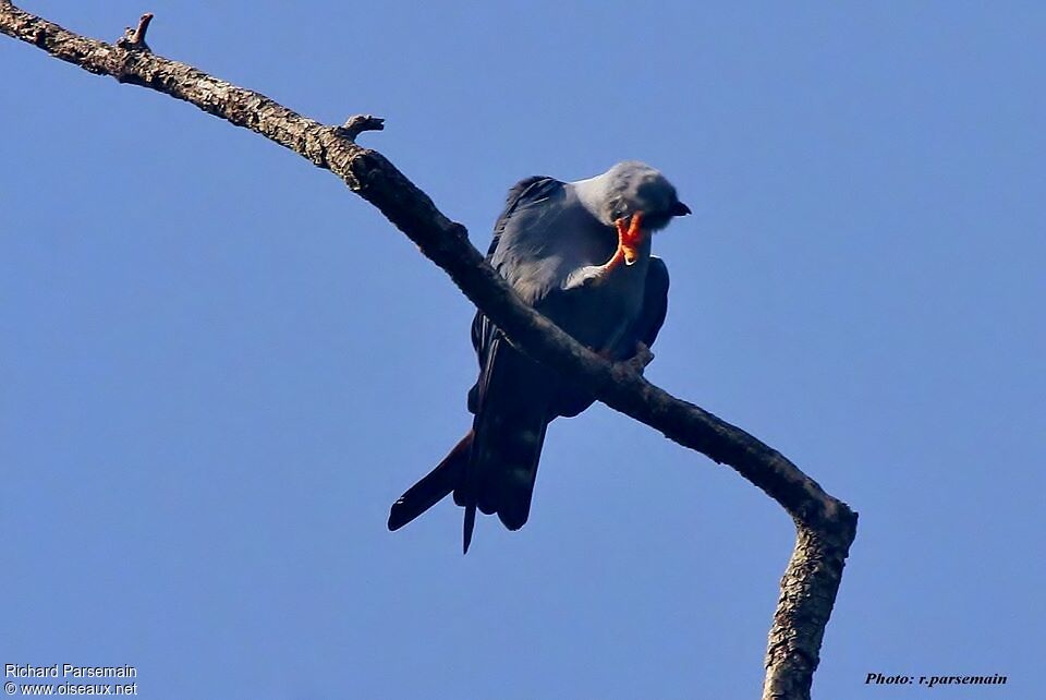 Plumbeous Kiteadult