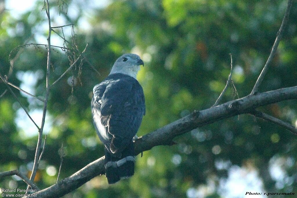 Grey-headed Kiteadult