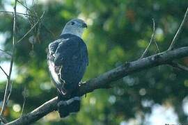 Grey-headed Kite