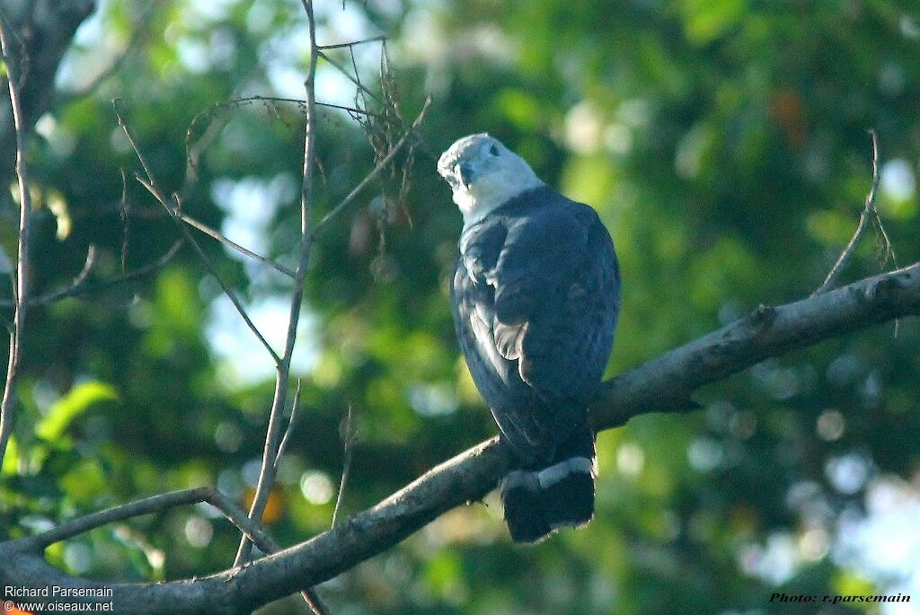 Grey-headed Kiteadult