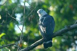 Grey-headed Kite