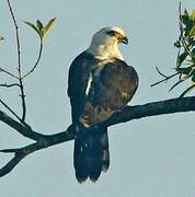 Grey-headed Kite