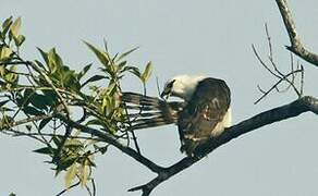 Grey-headed Kite