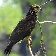 Snail Kite