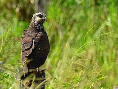 Snail Kite