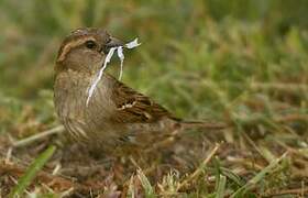 House Sparrow