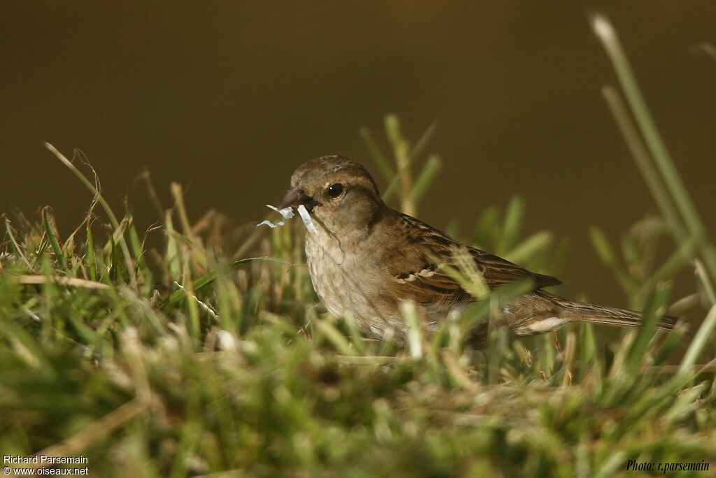 House Sparrowadult