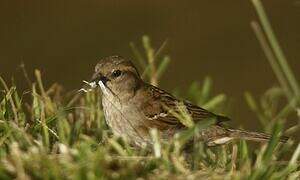 House Sparrow