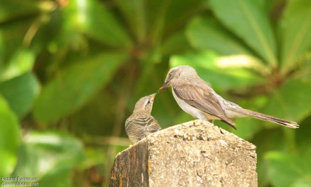 Tropical Mockingbirdadult