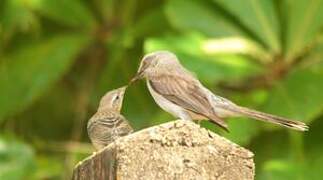 Tropical Mockingbird