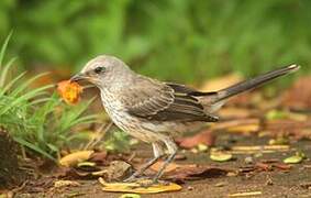 Tropical Mockingbird