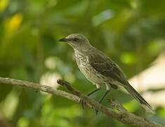 Tropical Mockingbird