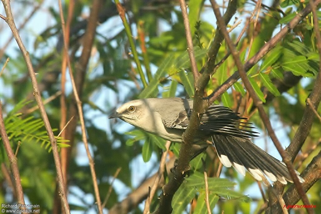 Tropical Mockingbirdadult