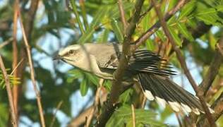 Tropical Mockingbird