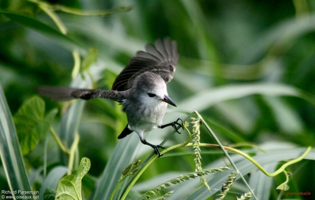 White-headed Marsh Tyrant female adult