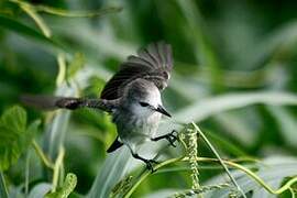 White-headed Marsh Tyrant