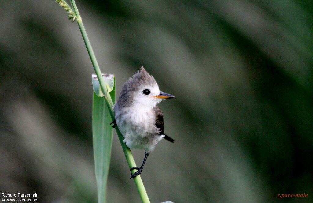 White-headed Marsh Tyrant female adult