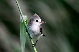 White-headed Marsh Tyrant