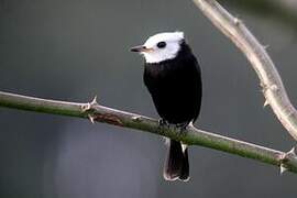 White-headed Marsh Tyrant