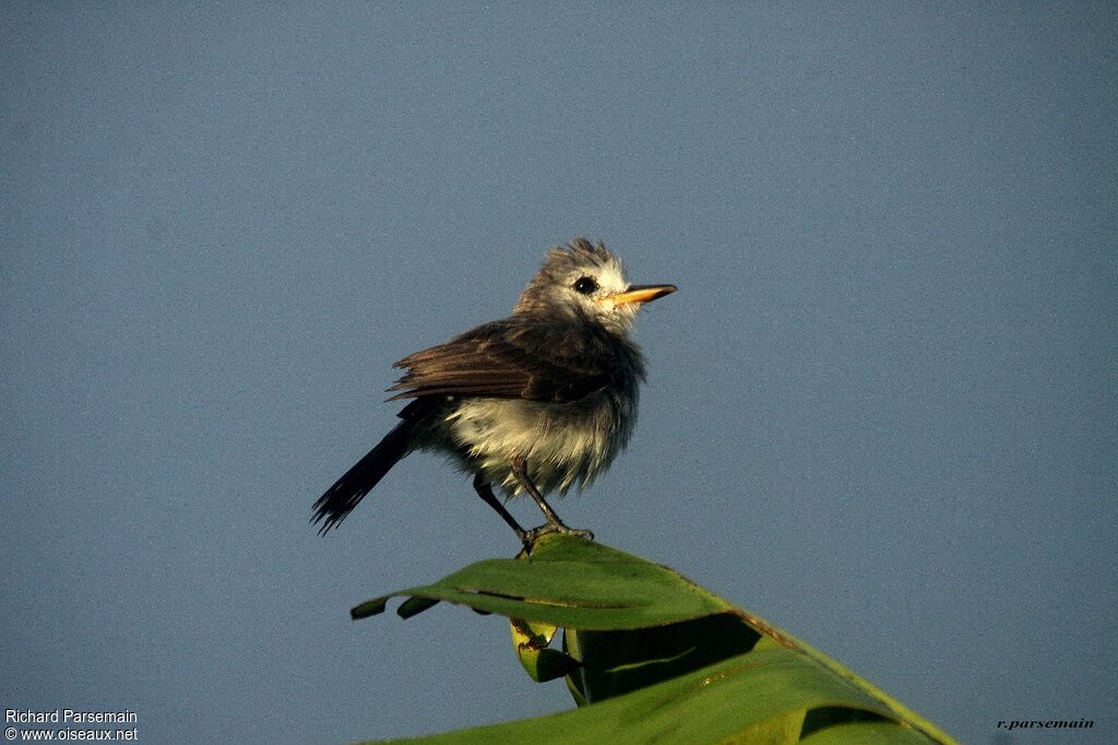 White-headed Marsh Tyrant female adult