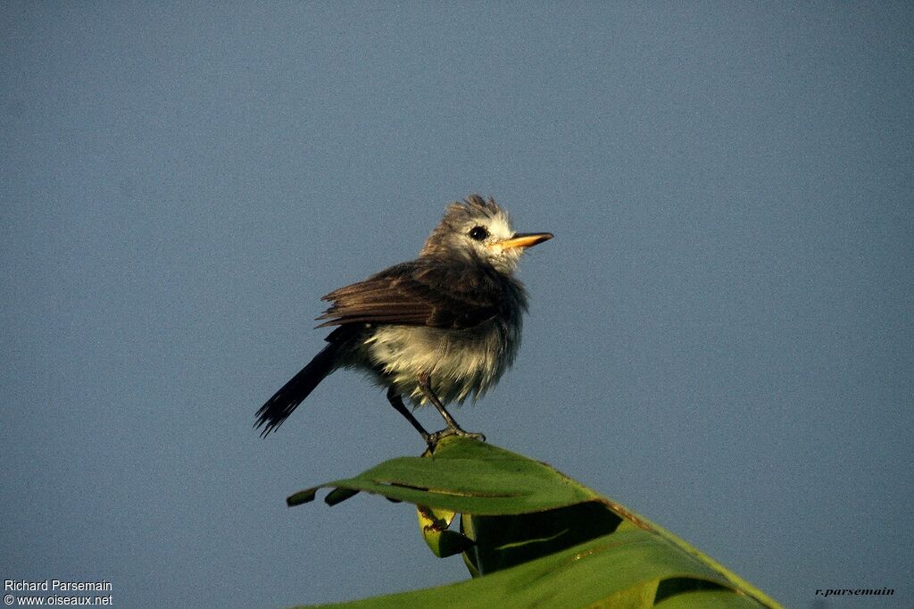 White-headed Marsh Tyrant female adult