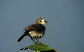 White-headed Marsh Tyrant