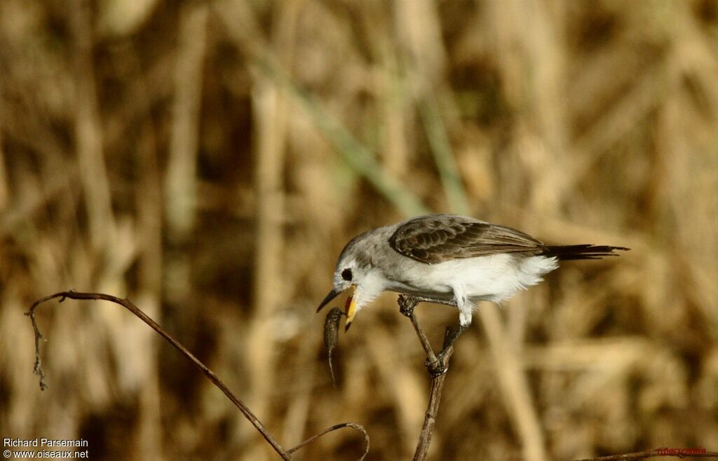 White-headed Marsh Tyrantadult