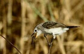 White-headed Marsh Tyrant