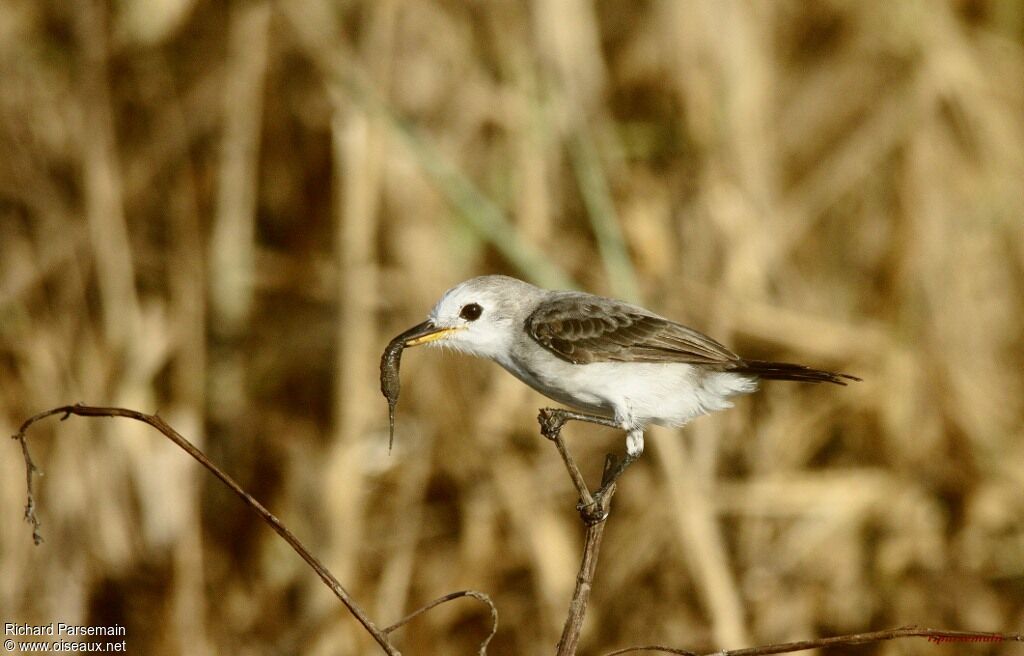 White-headed Marsh Tyrantadult