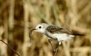 White-headed Marsh Tyrant