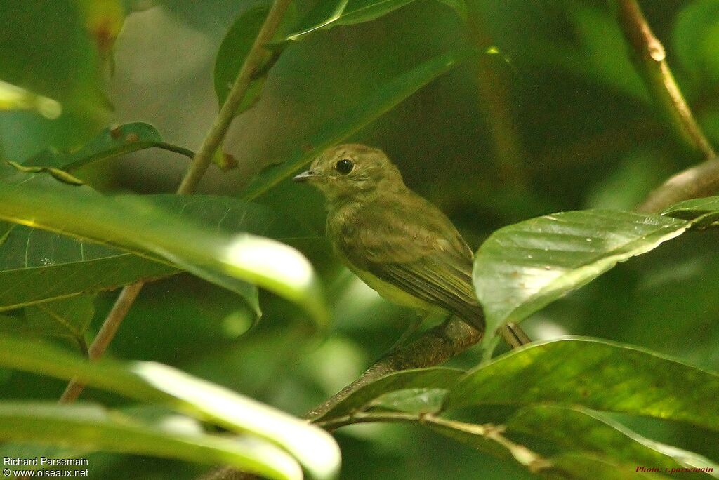 Whiskered Myiobiusadult