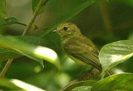 Whiskered Myiobius