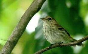 Bran-colored Flycatcher