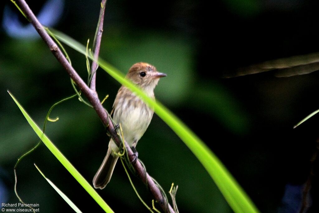 Bran-colored Flycatcheradult