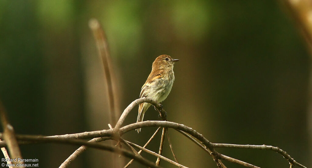 Bran-colored Flycatcheradult