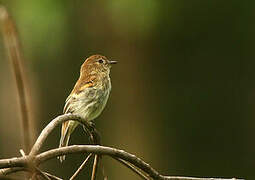 Bran-colored Flycatcher