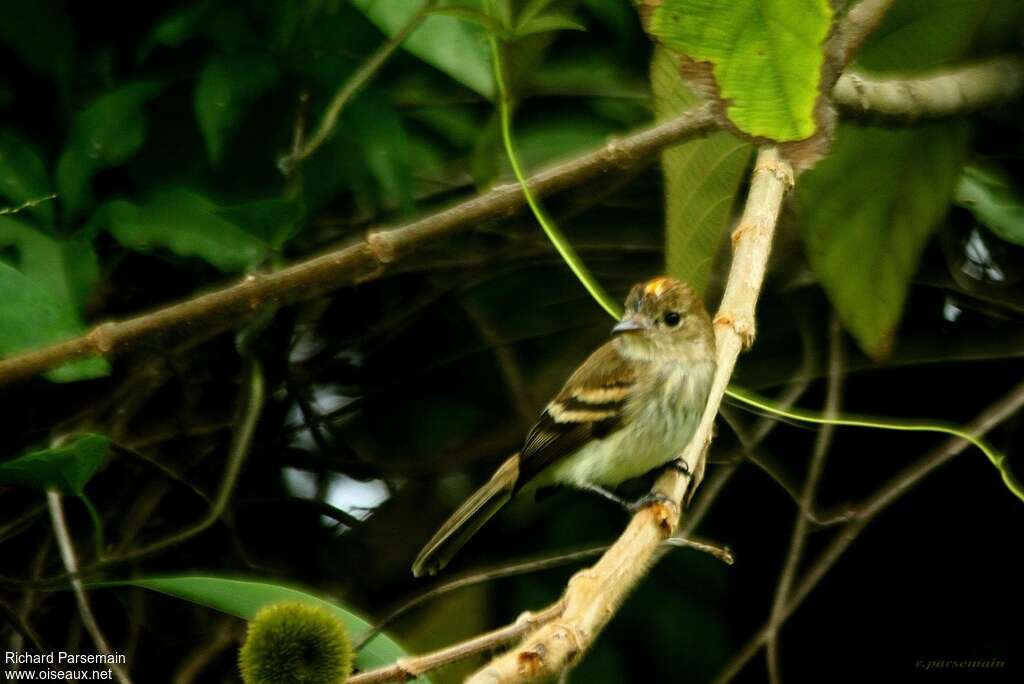 Bran-colored Flycatcher male adult, identification, pigmentation