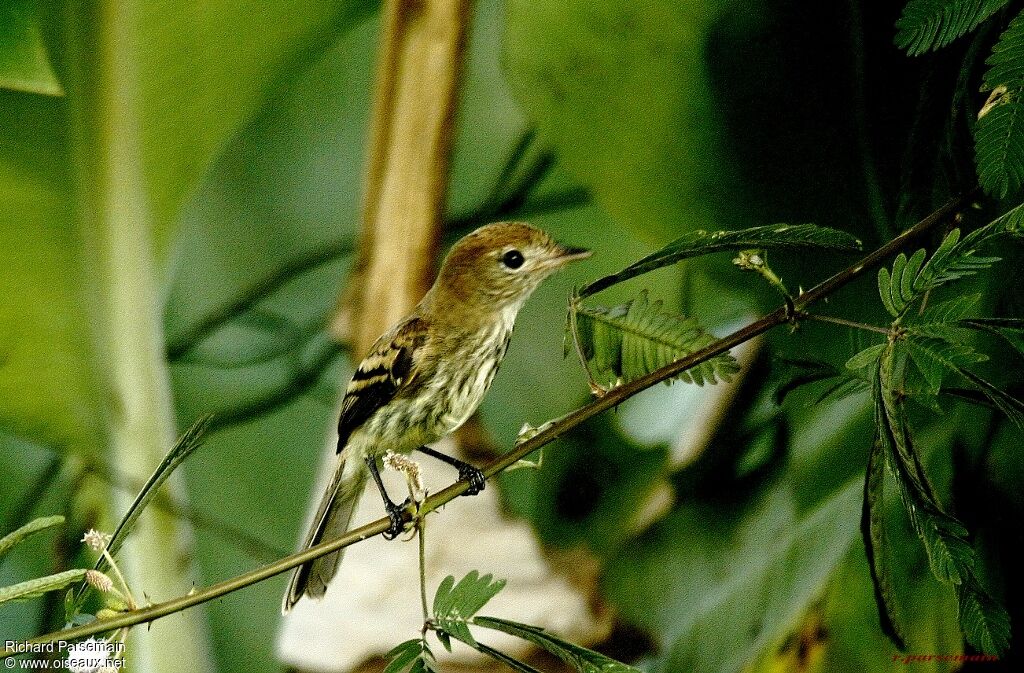 Moucherolle fasciéadulte