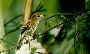 Bran-colored Flycatcher