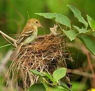 Bran-colored Flycatcher