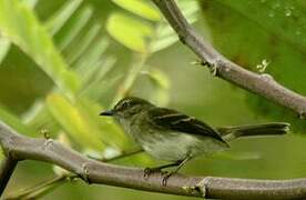 Fuscous Flycatcher