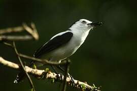 Pied Water Tyrant