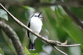 Pied Water Tyrant