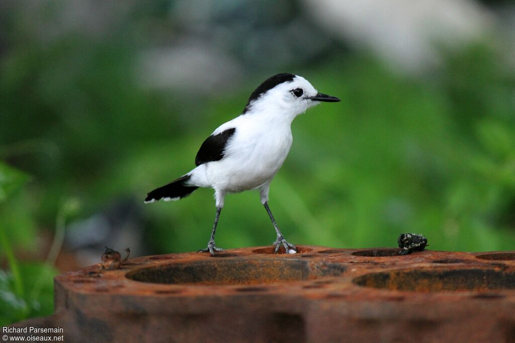 Pied Water Tyrantadult