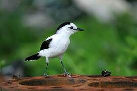 Pied Water Tyrant