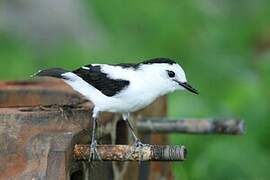 Pied Water Tyrant