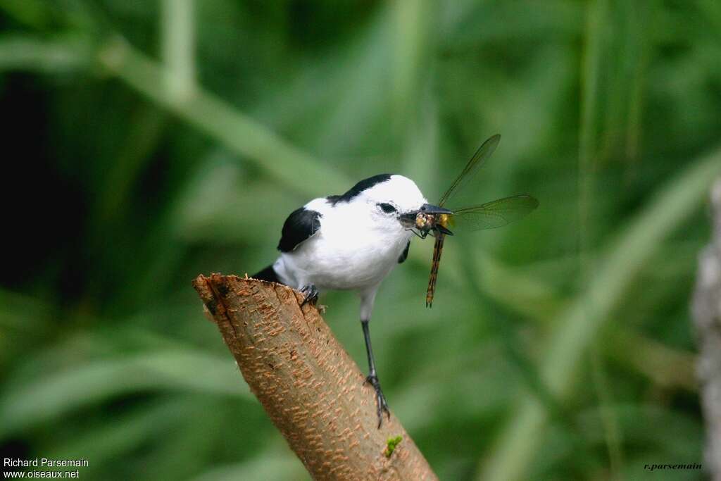 Pied Water Tyrantadult, fishing/hunting